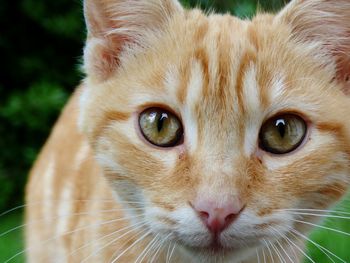 Close-up portrait of cat