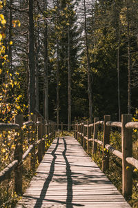 Empty footpath amidst trees in forest