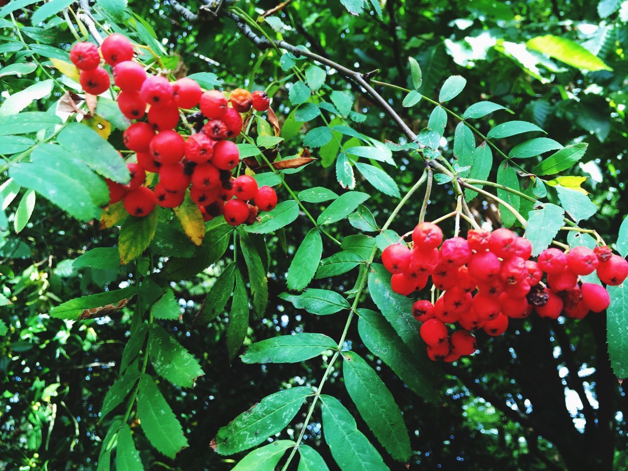 CLOSE-UP OF RED BERRIES ON TREE