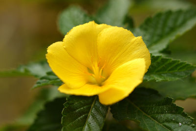 Close-up of yellow flowering plant