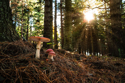 Mushroom growing in forest