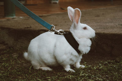 Domestic rabbit