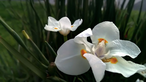 Close-up of white flowers blooming outdoors