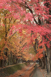 View of trees in autumn