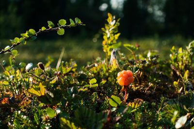 Close-up of fruits growing on field