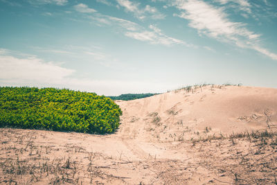 Scenic view of trees on sand against sky