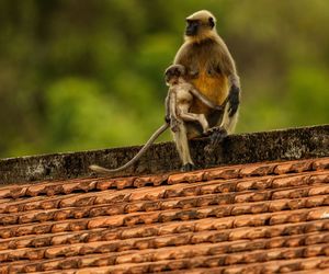Low angle view of monkey family on house roof