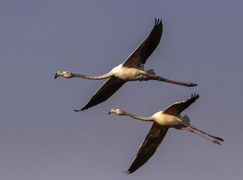 Low angle view of birds flying over white background