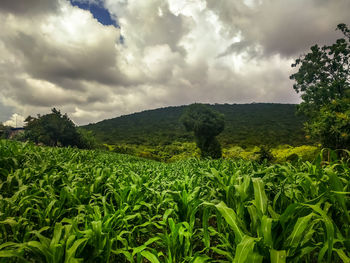 Scenic view of agricultural field against sky