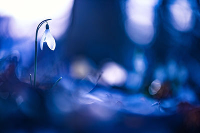 Close-up of illuminated lights at night