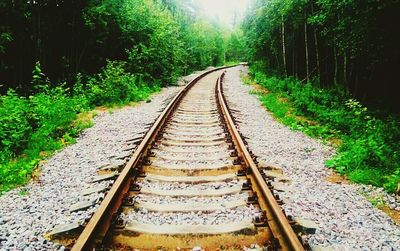 Railroad tracks in forest