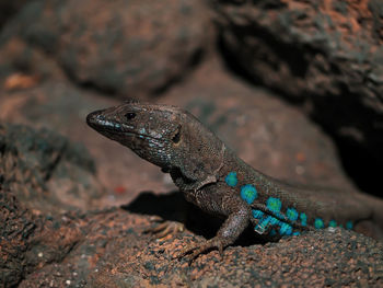 Close-up of lizard on rock