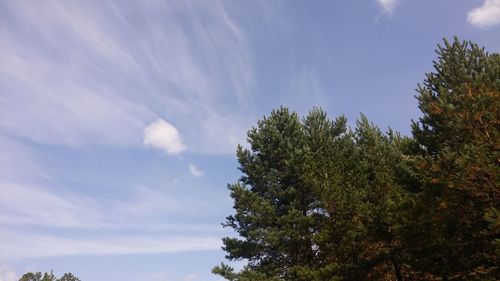 Low angle view of trees against sky