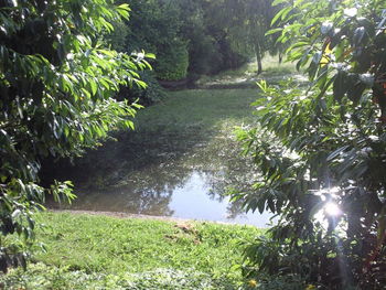 Trees growing in pond