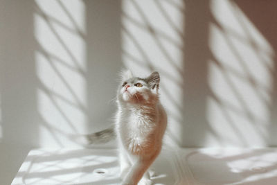 Close-up of kitten on bed