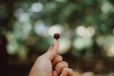 Close-up of hand holding plant