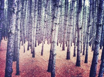 Trees in forest