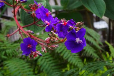 Close-up of flowers blooming outdoors