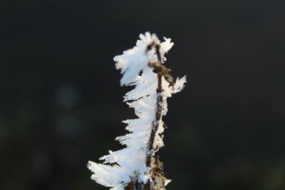 Close-up of frozen plant