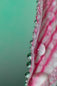 Close-up of wet pink flower