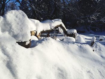 White horse on snow covered field