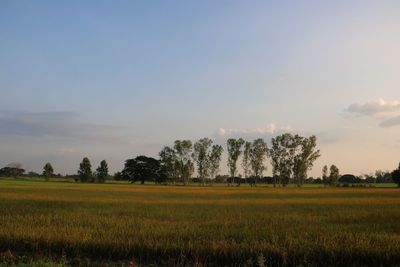Scenic view of agricultural field against sky