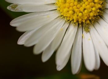 Close-up of white flowering plant against black background