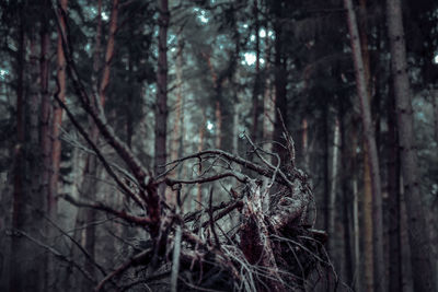 Close-up of tree trunk in forest