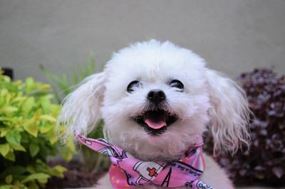 Close-up of cute shih tzu smiling and wearing a pink bandana