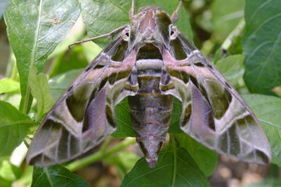 Close-up of insect on plant