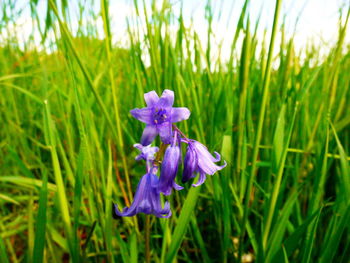 Close-up of purple flowers blooming in field