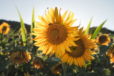 Close-up of sunflower