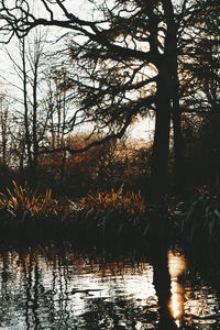 Trees by lake in forest against sky