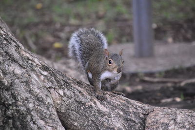 Close-up of squirrel on tree taking a break