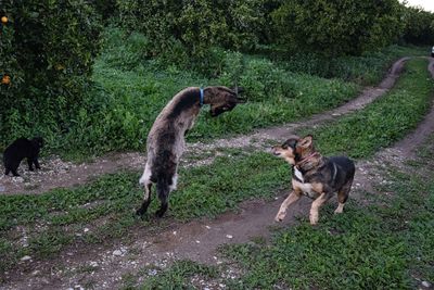 Animals playing outdoors