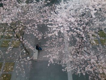 High angle view of flower trees