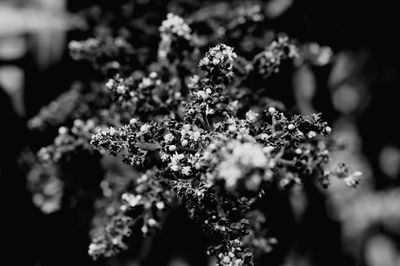 Close-up of flowers