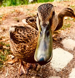 Close-up of a duck