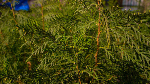 Close-up of fresh green plants