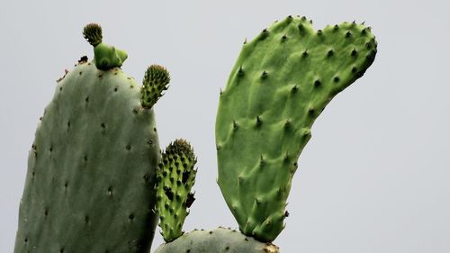 Cactus, figi d india