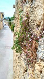 View of plants with building in background