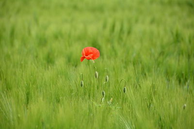 Red poppy flowers in field