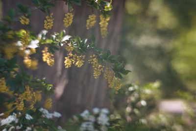 Close-up of flowering plant against trees