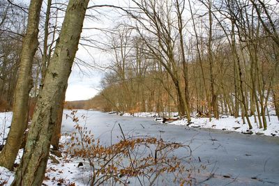 Bare trees on snow covered land during winter