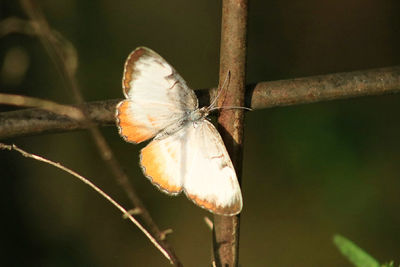 Close-up of butterfly perching on leaf