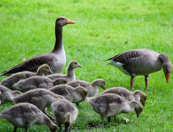 Ducks on field by lake