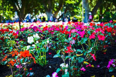 Close-up of fresh purple flowers in park