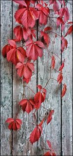 Close-up of red maple leaves on wood