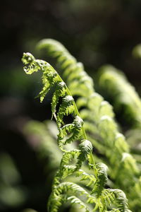 Close-up of fern growing on plant