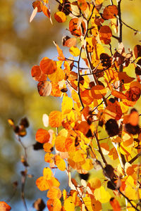 Close-up of yellow flowering plant